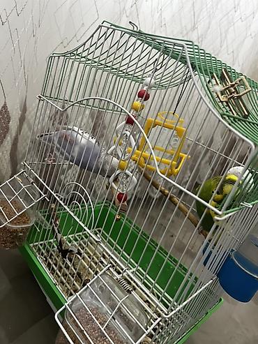 Qəfəslər: Salam Şəkillərdəki kimi tam komplekt: qəfəs + 2 yemlik + su qabı + 2 — 8