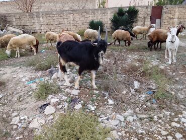 котят в добрые руки: Keçi tam sağlam heyvandir diri çəkisi 47kilaqramdi
