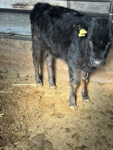 корм для скот: Сатам | Кунаажын, Музоо | Аргын | Бордоп семиртүү үчүн, Көбөйтүү үчүн, Сүт алуу үчүн | Жасалма уруктандырылган