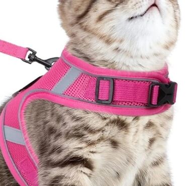 Pişiklər: Erkək, Dişi -da lalafo.az — 18 Pişiklər: Erkək, Dişi — 18