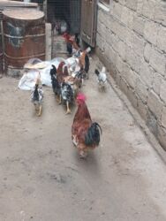 Xoruzlar: 11 dene beçə heyət çolpalari 2 dene boyuk xoruz balacalar 10 manat — 8