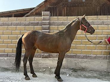 атдар: Продаю | Жеребец | Конный спорт — 3