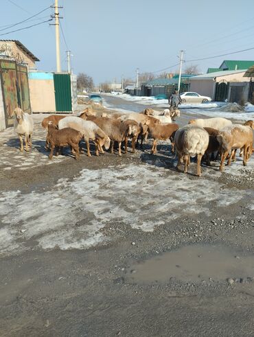 нубийский эчкилер: Сатам | Ургаачы кой (ургаачы), Козу, Кочкор (эркек) | Көбөйтүү үчүн | Асыл тукумдуу, Бооз, Ургаачы