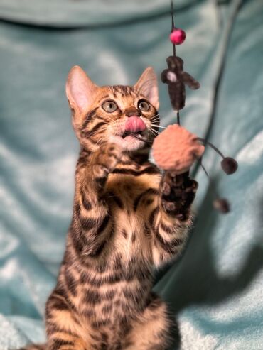 Продажа кошек: Бенгальская, 2 месяца, Девочка, Шоколадный, Приучена к лотку, Проглистована, С документами — 15