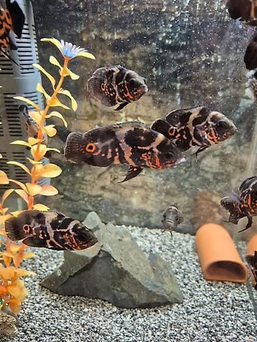 кислород для рыб: Продаю астронотусов (Глазчатый астронотус (Astronotus ocellatus) - — 3