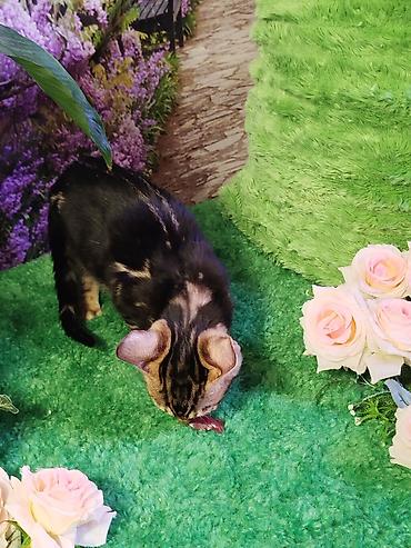 Продажа кошек: Бенгальская, 2 месяца, Мальчик, Черный, Приучена к лотку, Проглистована, С документами — 3