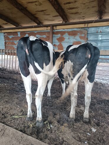 дойные коровы кара балта: Продаю | Корова (самка) | Голштин | Для молока | Стельные