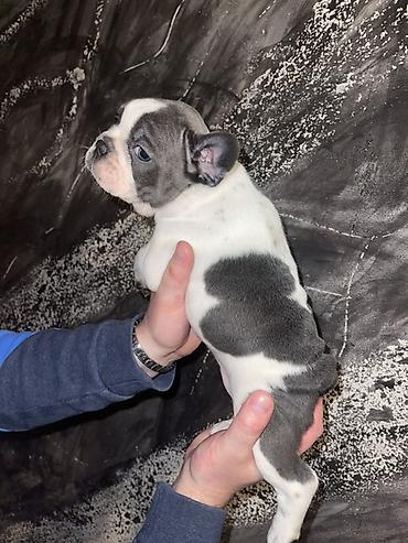 kucne kosnice: Francuski bulldog štene, jedinstven merle šare. Kompaktno, snažno — 7