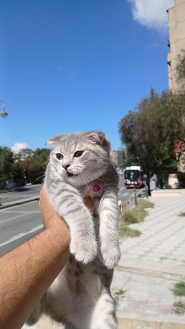 Şotland yastı qulaq, Dişi, Yaxşı əllərə lalafo.az -da Şotland yastı qulaq, Dişi, Yaxşı əllərə