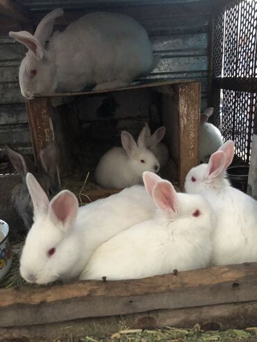 Грызуны: Продаю крольчат 
Возраст 1,5 месяца 
Привитые