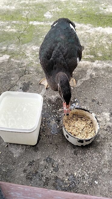 Ördəklər: Erkək, | Lal ördək, Damazlıq, Ünvandan götürmə — 6