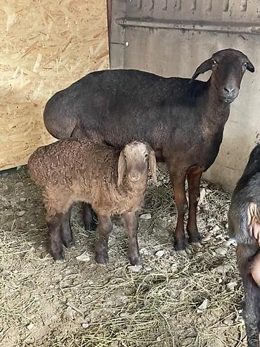 Баран, овца: Продаю | Овца (самка) | Арашан, Гиссарская | Для разведения | Матка, Ягнившаяся — 8