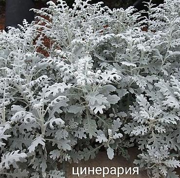 Другие виды семян и саженцев: Весна, самое время сажать. Продаю уличные и комнатные растения. Все — 20