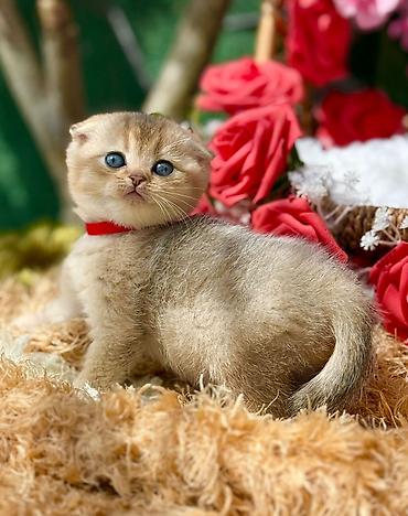 Pişiklər: Britan — 11