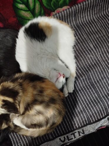 Отдам даром кошку: Котята трёхцветной окраски - Домашние котята с ярким черепаховым и — 16
