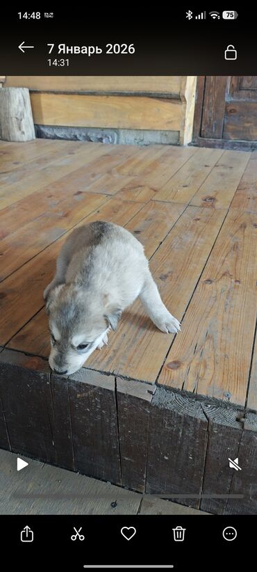 Отдам даром собаку: Щенки от домашней собаки средних размеров. Мать метис Хаски с — 5