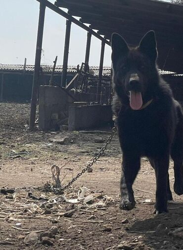 домик для собаки: Бир жаш восточная Европейская афчарка эркек