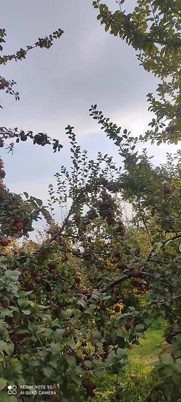 ev gulleri ve adları: 🍎 Satılır Bağ – Qızıləhməddi Alma Bağı🍎 Əla fürsət! Məhsuldar və — 10