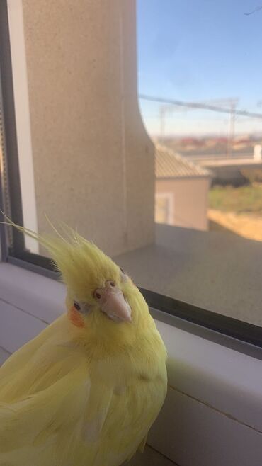 Tutuquşları: Növ: Korella papuqayı (cockatiel), sarı rəng 6 aylıgdır Erkek cinsidir — 1