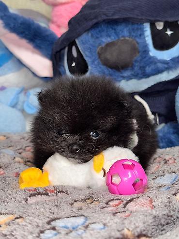 İtlər: Şpitz, Erkek — 9