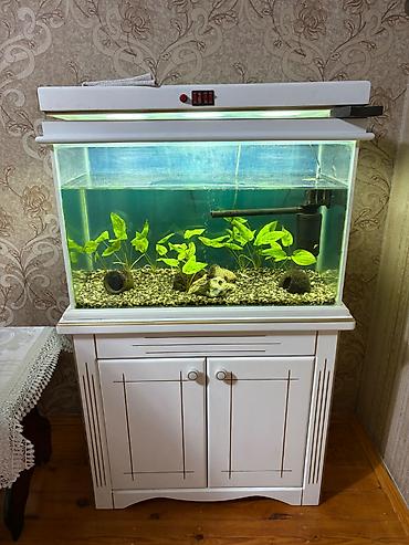 продажа аквариумных рыбок: Akvarium və mebeli satılır. Akvarium ölçüsü 30*45*70 — 1