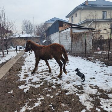 Лошади, кони: Продаю | Конь (самец), Жеребенок | Полукровка, Английская | Для разведения, Конный спорт — 12