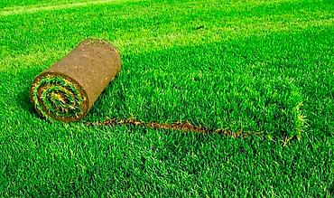 Çöl bitkiləri: 🌿 Qazon Satışı və Peşəkar Quraşdırılması Həyətinizi, bağınızı və ya — 3
