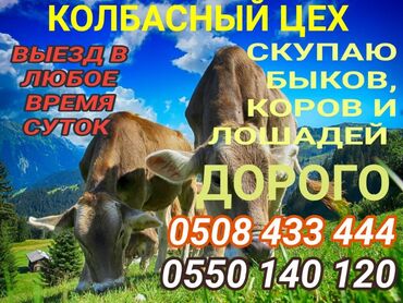 овцы романовский породы: Куплю | Коровы, быки, Лошади, кони, Бараны, овцы | Любое состояние, Забитый, Откормленные