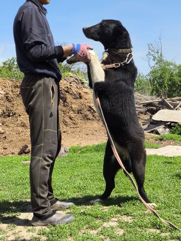 собака спаниель: Продаются щенки Алабая чистокровных бойцовских кровей