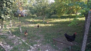 Həyət evləri və villaların satışı: 6 otaqlı, 150 kv. m, Orta təmir — 40