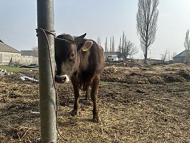 Коровы, быки: Продаю | Бык (самец) | На откорм | Привязанные — 3