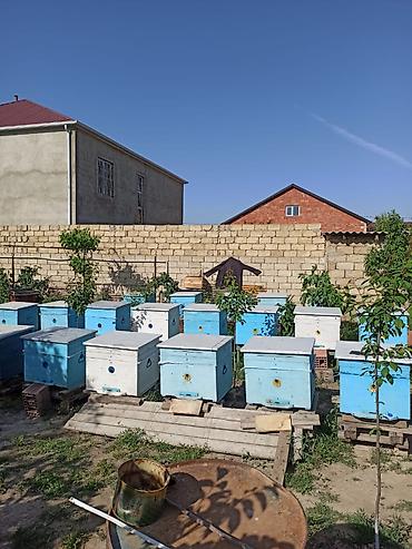 ana ari satışı: Arılar bakfast ve kalinka növləridi. Yüksək məhsuldarlıq verir — 6