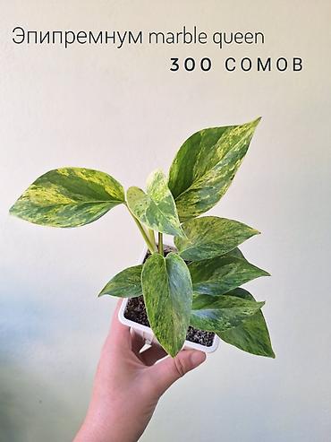 комнатный цвиты: 🌿 Комнатные растения/цветы (детки/молодые растения). 🪴 Названия и цены — 5