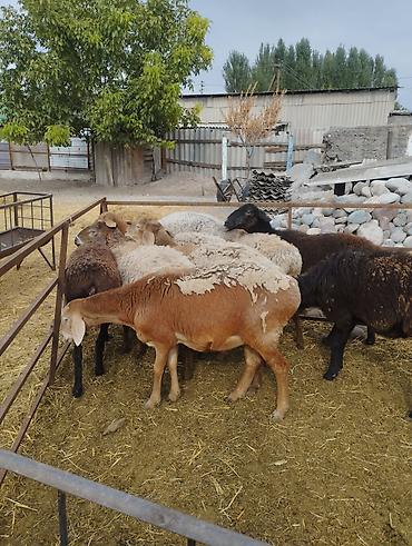 Продам с/х животных: Продаю | Овца (самка) | Для разведения | Ярка — 4
