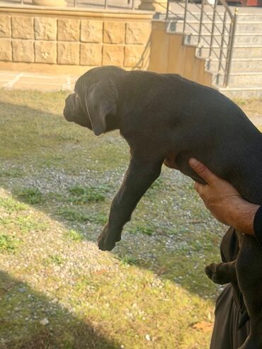 İtlər: Kane-Korso, 2 ay — 20