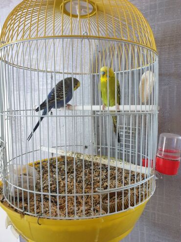 разновидности птиц: Продаю срочно за дёшево с клеткой 2х волнистых попугаев. цена за все