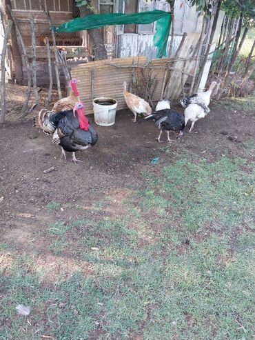 Hinduşka: Erkək, Kanada, Amerika, Yumurtalıq, Ünvandan götürmə, Ödənişli çatdırılma — 17