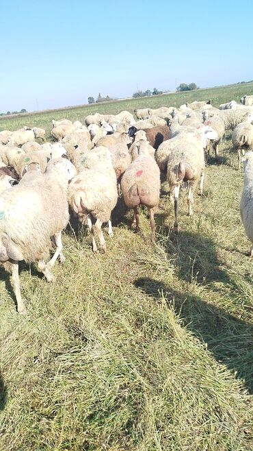 Qoyunlar, qoçlar: Qoyun sürüsü – ət və süd istiqamətli yerli cinslər - Şəkillərdə geniş -da lalafo.az — 10 Qoyunlar, qoçlar: Qoyun sürüsü – ət və süd istiqamətli yerli cinslər - Şəkillərdə geniş — 10