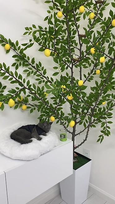Искусственные цветы: Dibçek evimiz mağazasından 160 azn alnıb limon ağaci ile birge satılır — 1