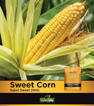 попкорн кукуруза: Семена и саженцы