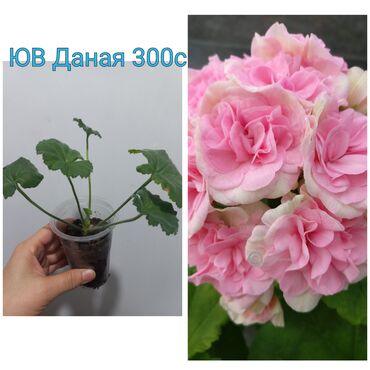 Садовые цветы и кустарники: Черенки цветка — 8