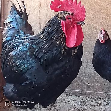 yumurtlayan toyuqlar satilir: Toyuq, Australorp, Yumurtalıq, Ünvandan götürmə, Ödənişli çatdırılma — 6