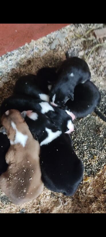 İtlər: Xaski, Erkek — 7