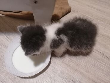 русская серая кошка: Котята, окрас серо-белый (пятнистые). Пушистые, с мягкой шерстью