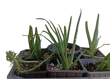 prodaja velikog sobnog cveca: Aloe vera – mlade biljke u saksijama, 5 biljaka - Višegodišnja — 1