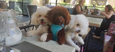 İtlər: Pudel, 3 ay, Erkek, Peyvəndli, Ünvandan götürmə — 11