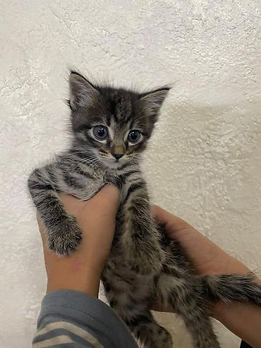 Продажа кошек: Котёнок, тигровый окрас (серо-чёрная полосатая шёрстка) — 1