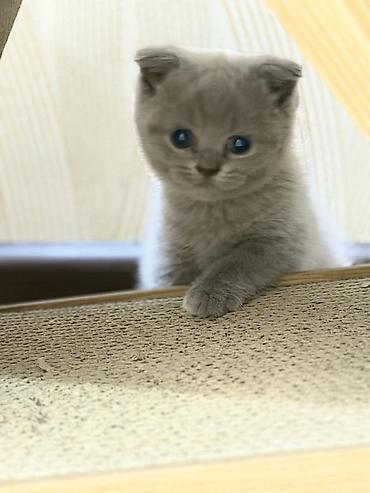 котенок кант: Шотландские вислоухие котята (Scottish Fold) ( мальчики) - Окрас — 2