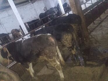 Коровы, быки: Продаю | Бык (самец) | На откорм | Привязанные — 2