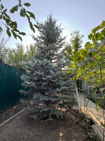 цветы женское счастье цена: Голубая ель (ель колючая, Picea pungens ‘Glauca’) для сада и